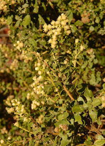 2008-10-06_6 Coyote Brush Male TN.jpg - 51575 Bytes